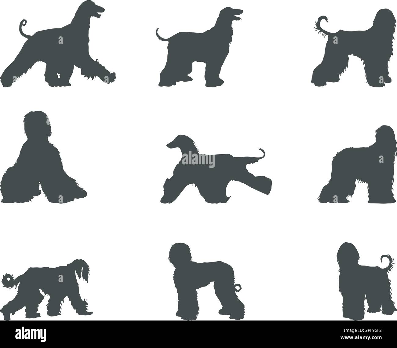 Silhouette afghane per cani, silhouette afghane per cani, silhouette afghane per cani, SVG per cani afghani Illustrazione Vettoriale