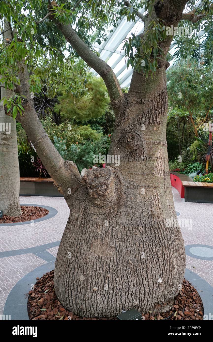 L'albero delle bottiglie del Queensland, conosciuto anche con il nome scientifico Brachychiton Rupestris Foto Stock
