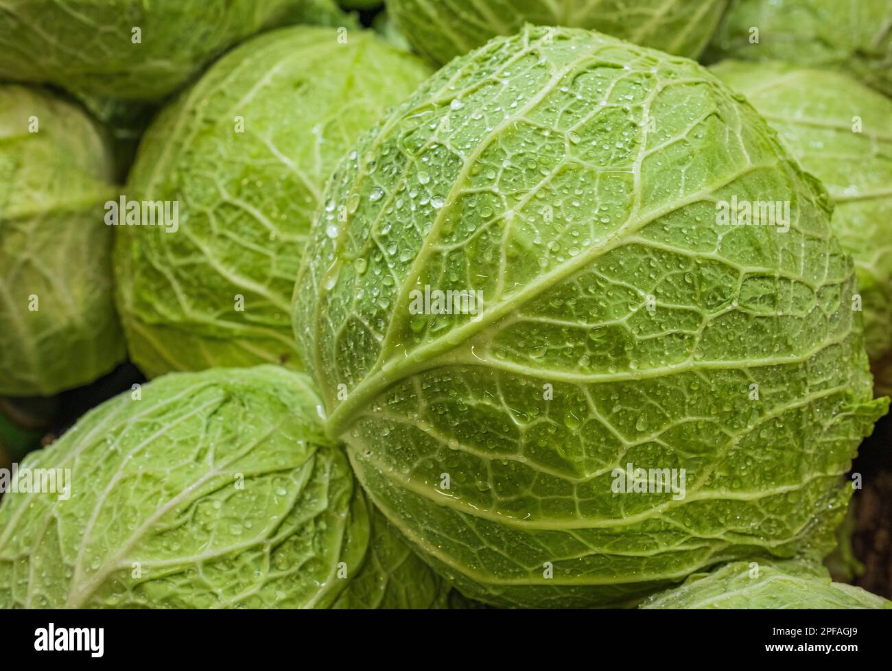 Cavolo verde fresco di Savoia. Cavolo verde di cavolo savoia, molte frutta rotonda primo piano di base vegetale. Fresco verde cavoli savoia come sfondo, vista dall'alto, no Foto Stock