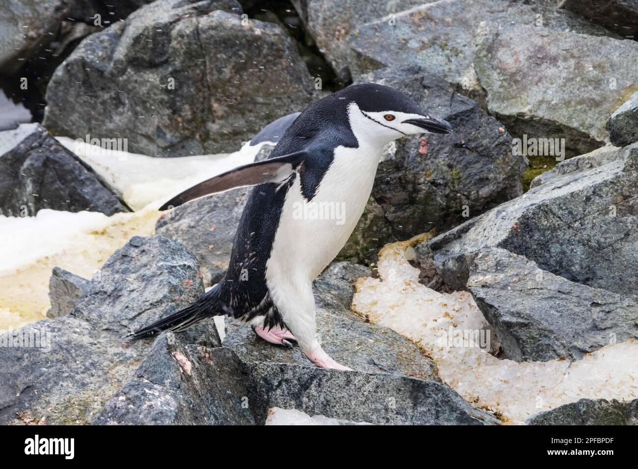 Primo piano del pinguino di Chinstrap (Pygoscelis antarcticus) che cammina attraverso le rocce e la neve. Flipper sparsi. Sulla penisola antartica. Foto Stock