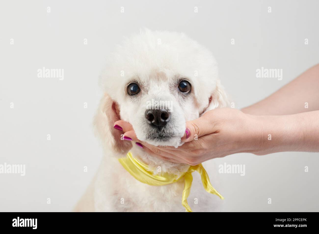 Prenditi cura del tema del cane da barbetta. Mani animale domestico cane barbetta isolato Foto Stock