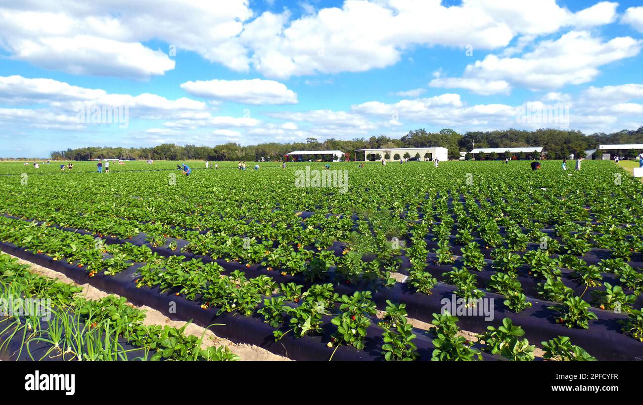 Coltivazione di fragole orticoltura con cielo blu e nuvole paesaggio immagine foto foto foto Foto Stock