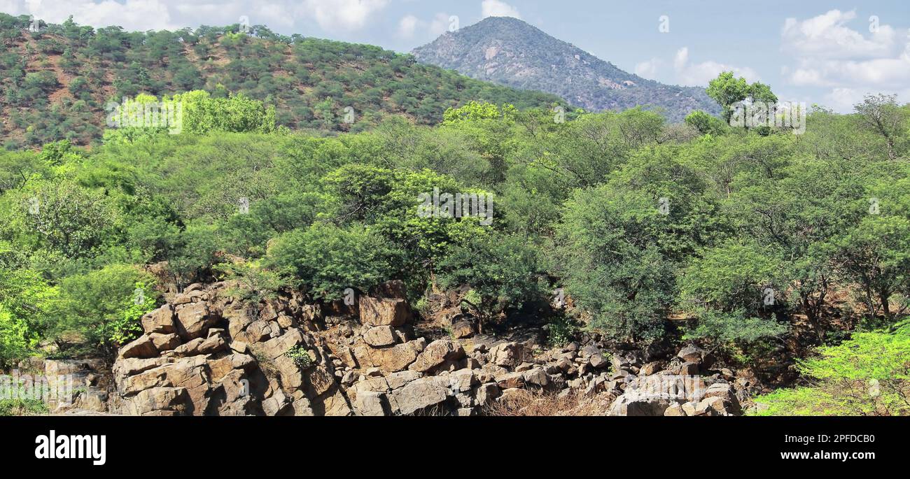 lussureggiante verde foresta tropicale e ghats occidentale montagna gamma da hogenakkal a tamilnadu, india meridionale Foto Stock