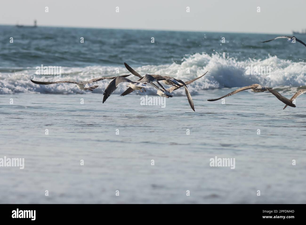 Gregge di uccelli Gabbiani, Gull volando sul mare. Foto Stock