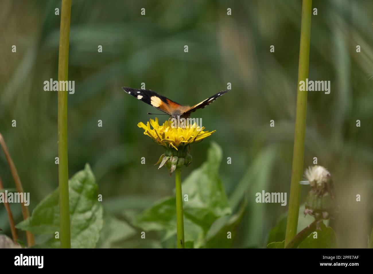 Ammiraglio giallo (Vanessa itea) originario della nuova Zelanda e dell'Australia, dell'isola di Lord Howe e delle Isole Norfolk. Si sta nutrendo su un catsear (Hypochaeris Foto Stock