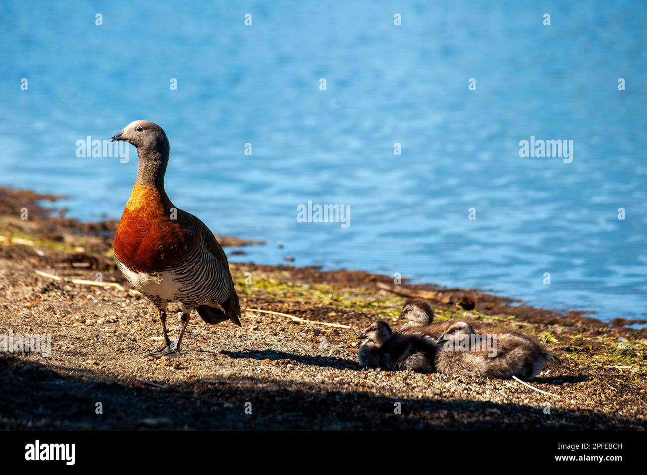 L'oca patagoniana (Ashy heded goose) è abbondante sulle rive del lago Correntoso, Neuquén, Argentina Foto Stock