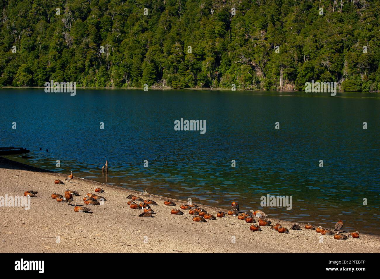 L'oca patagoniana (Ashy heded goose) è abbondante sulle rive del lago Correntoso, Neuquén, Argentina Foto Stock
