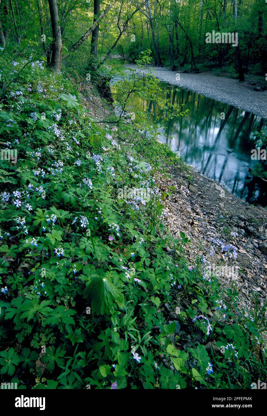 Fiori selvatici primaverili fioriscono nell'Area Naturale di Enlow Forks a Washington e Greene Counties, Pennsylvania Foto Stock