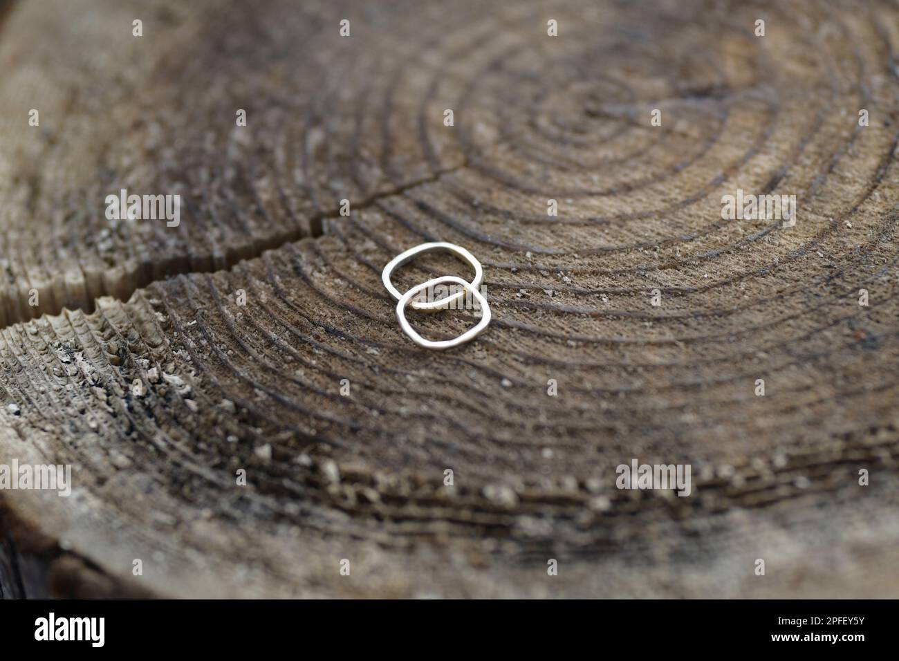 Anelli di nozze quadrati sulla parte superiore su moncone dell'albero. Foto Stock