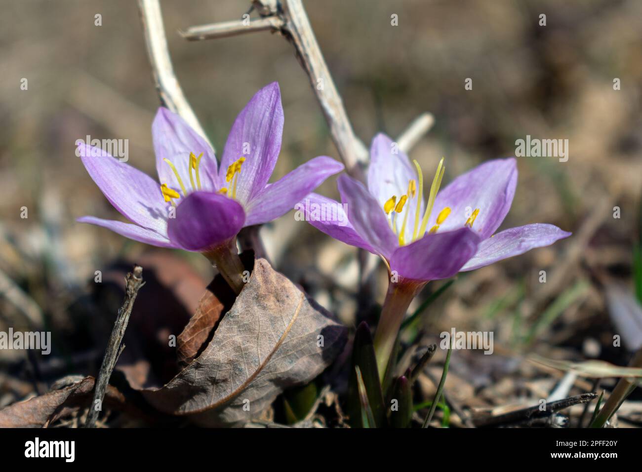 I fiori rosa crescono naturali nella natura all'inizio della primavera Foto Stock
