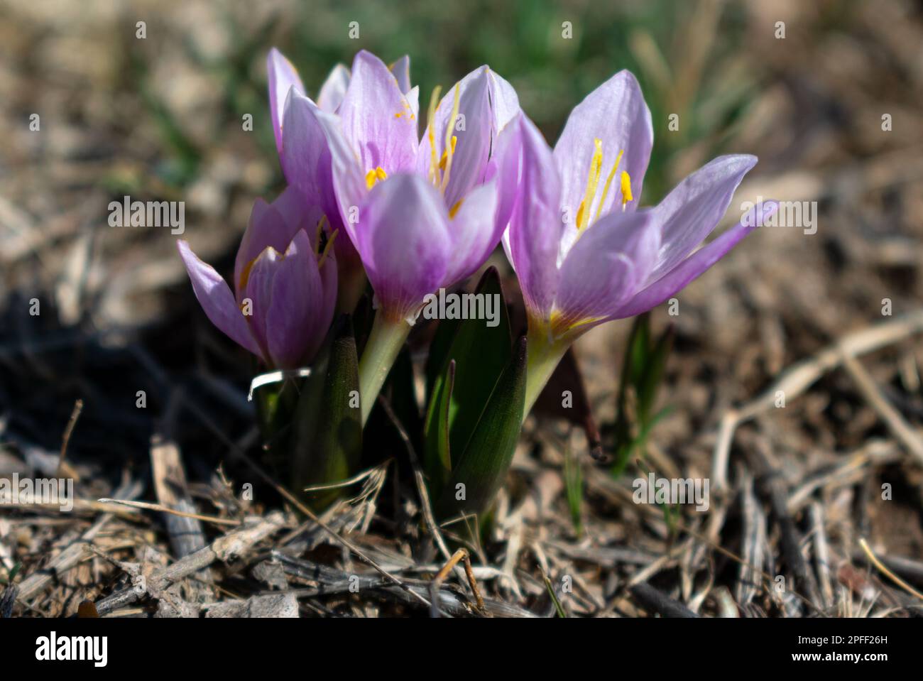 I fiori rosa crescono naturali nella natura all'inizio della primavera Foto Stock