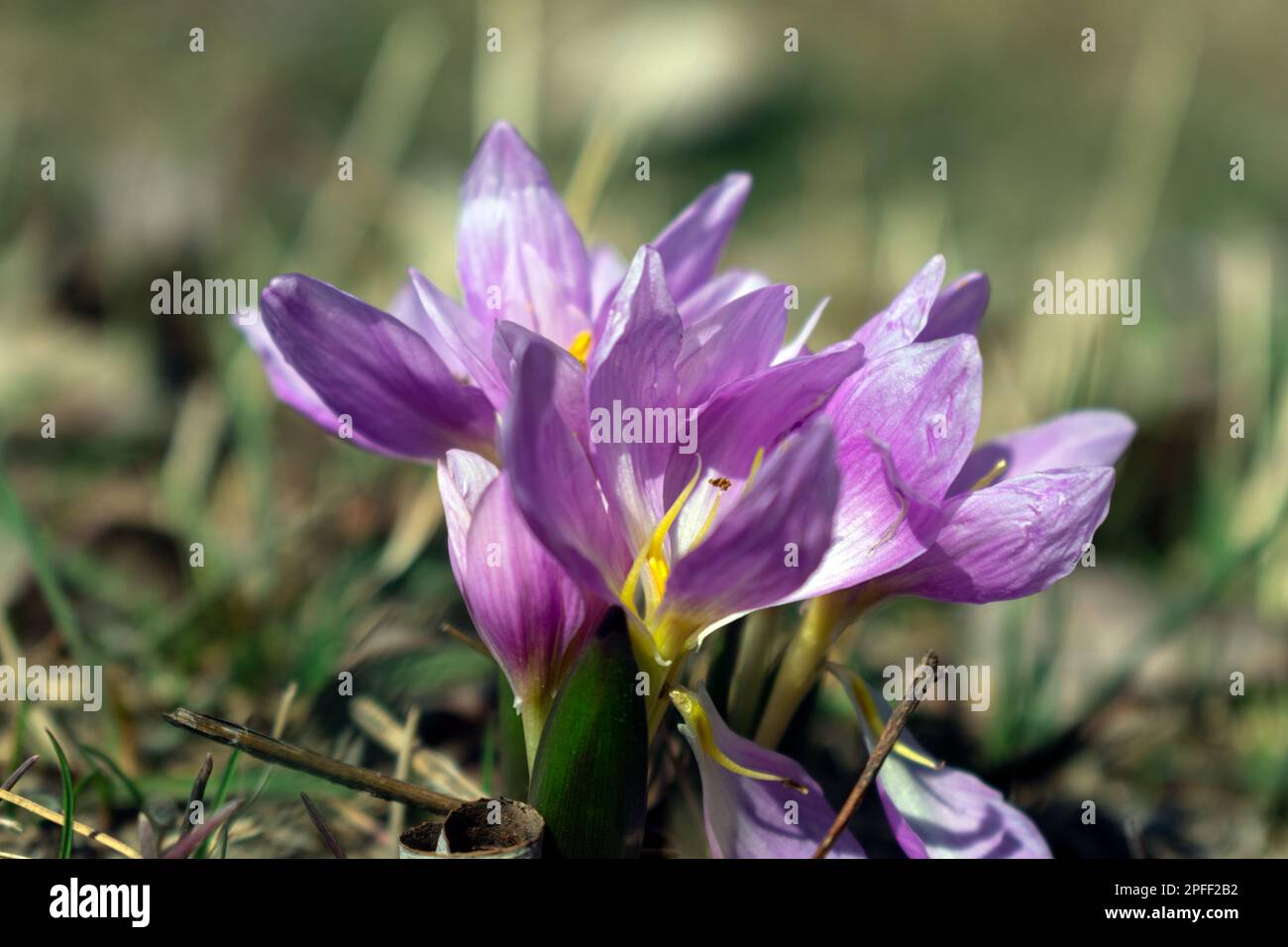 I fiori rosa crescono naturali nella natura all'inizio della primavera Foto Stock