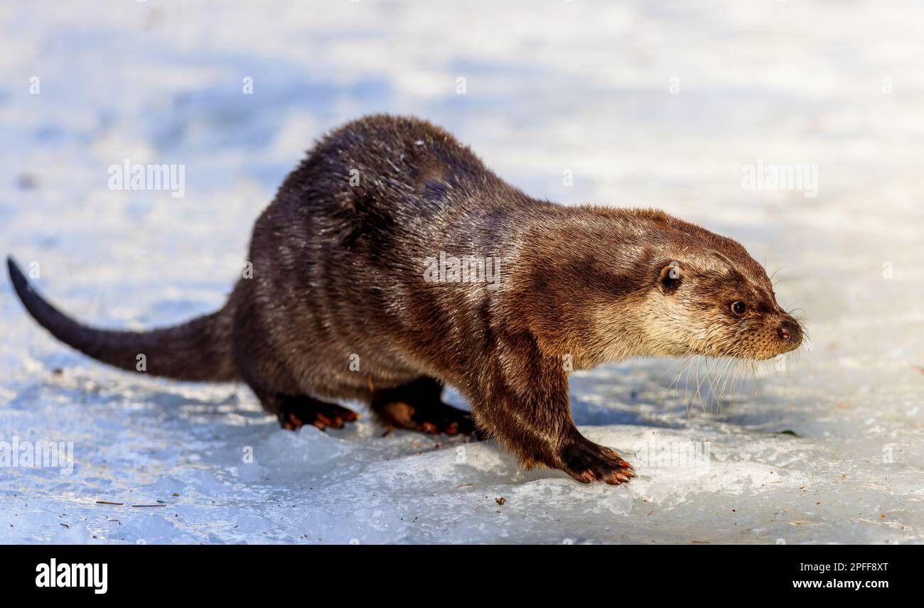 Lontra eurasiatica (Lutra lutra) nella neve del Parco Nazionale della Foresta Bavarese, Baviera, Germania. Foto Stock