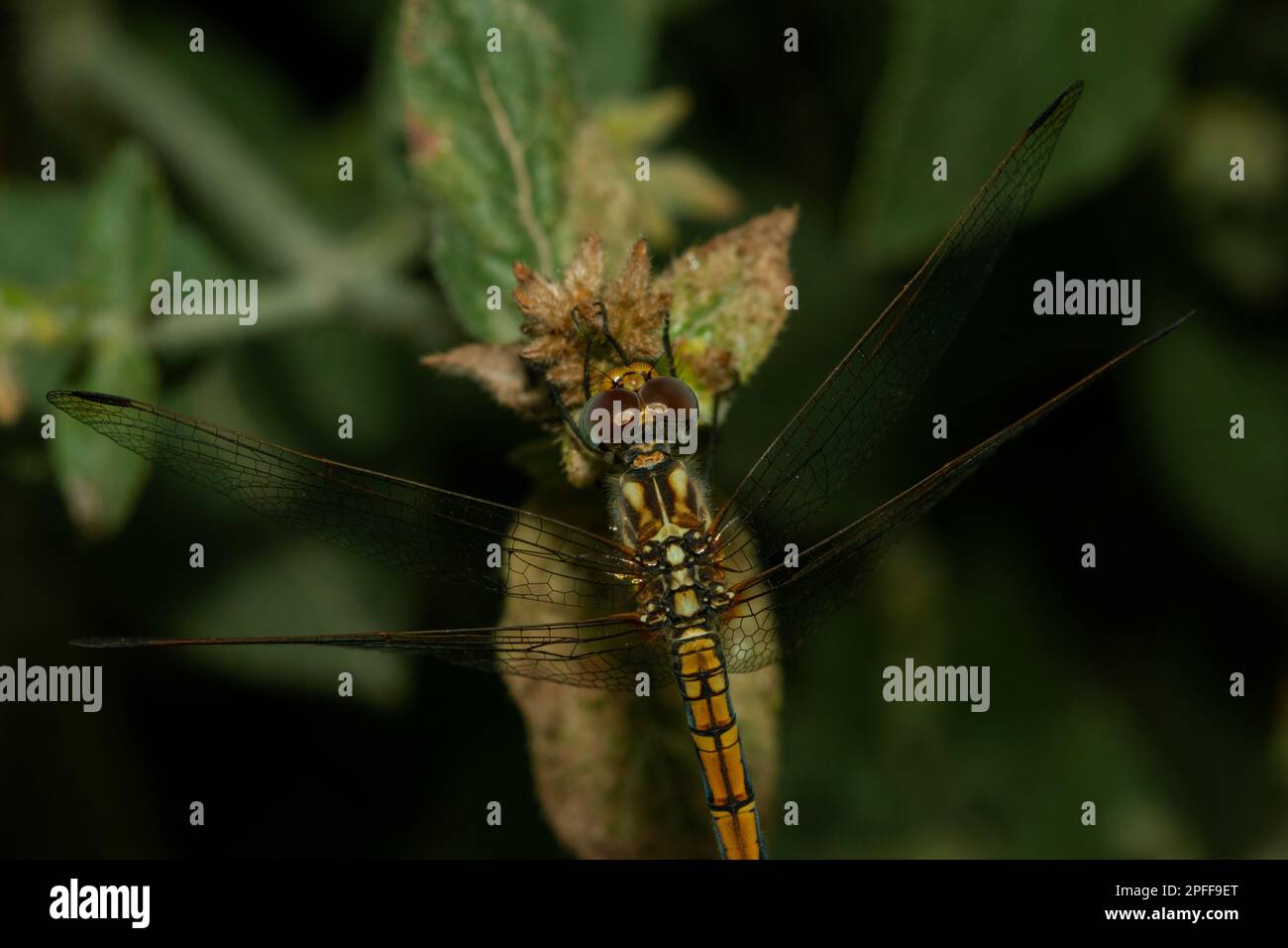 Una libellula siede sull'erba, sfondo sfocato Foto Stock