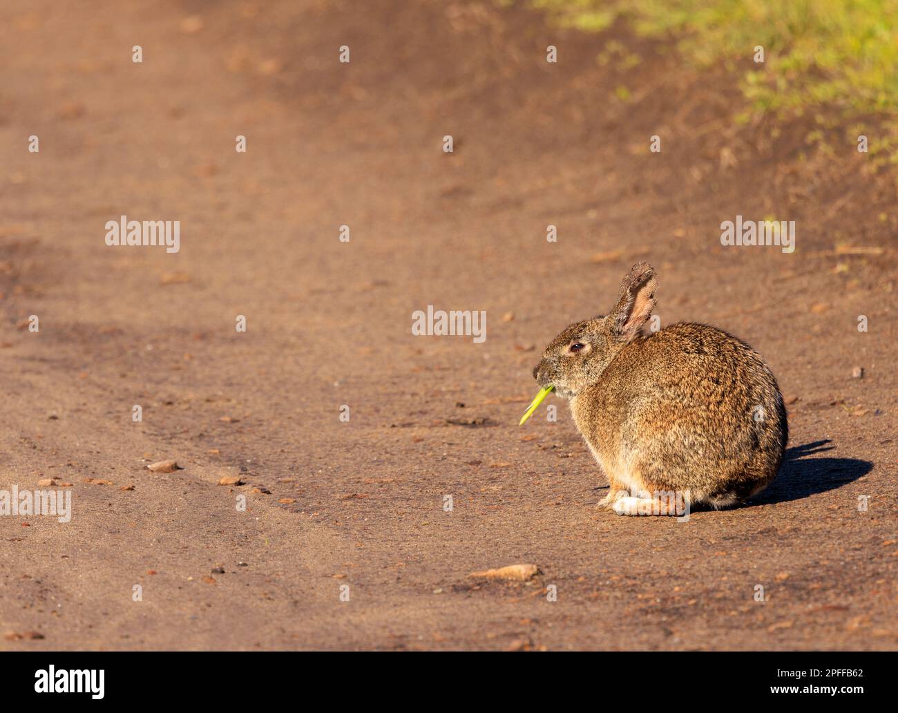 Il coniglio selvatico mangia un sano spuntino di verdure verdi sulla strada sterrata al sole Foto Stock