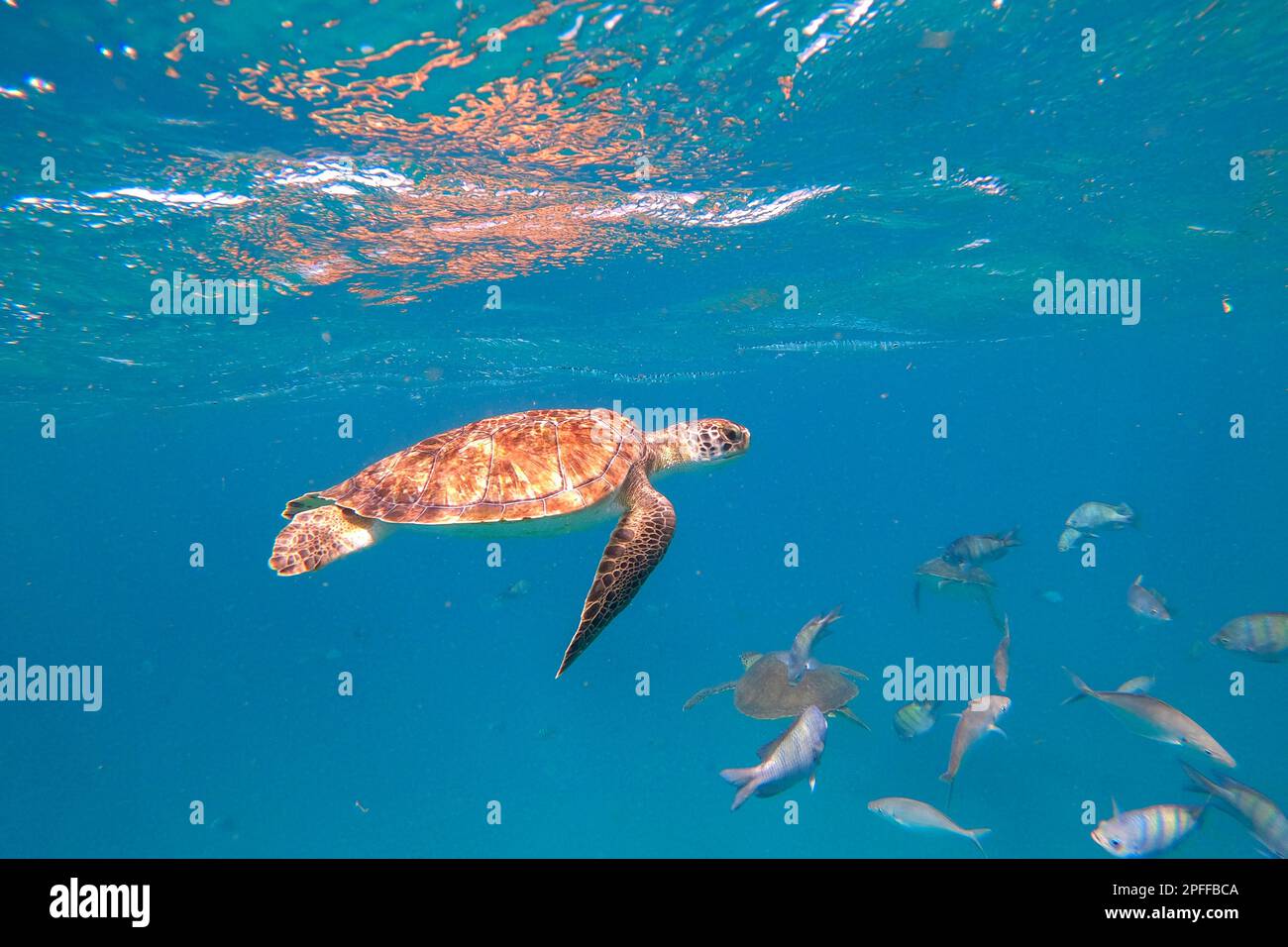 Bella tartaruga di mare di testa di loggera e altri pesci che nuotano nelle acque di una baia appartata vicino al villaggio di pescatori di Sao Pedro sull'isola di Sao Vicente, Cabo verde Foto Stock