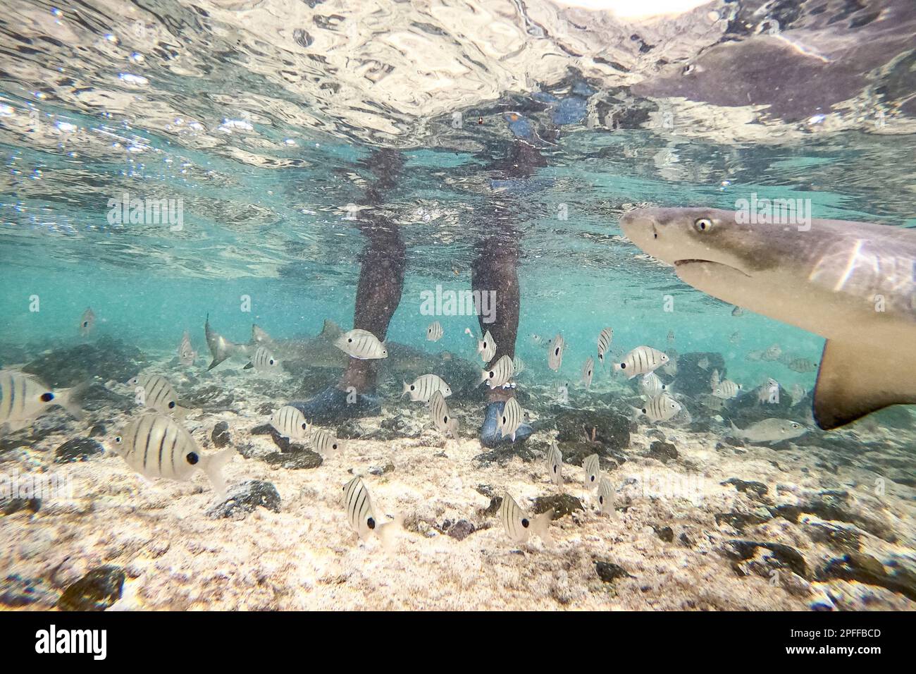 Gambe di un uomo in piedi in acque poco profonde con squali al limone e pesci che nuotano intorno, isola di SAL, Capo Verde, Africa Foto Stock