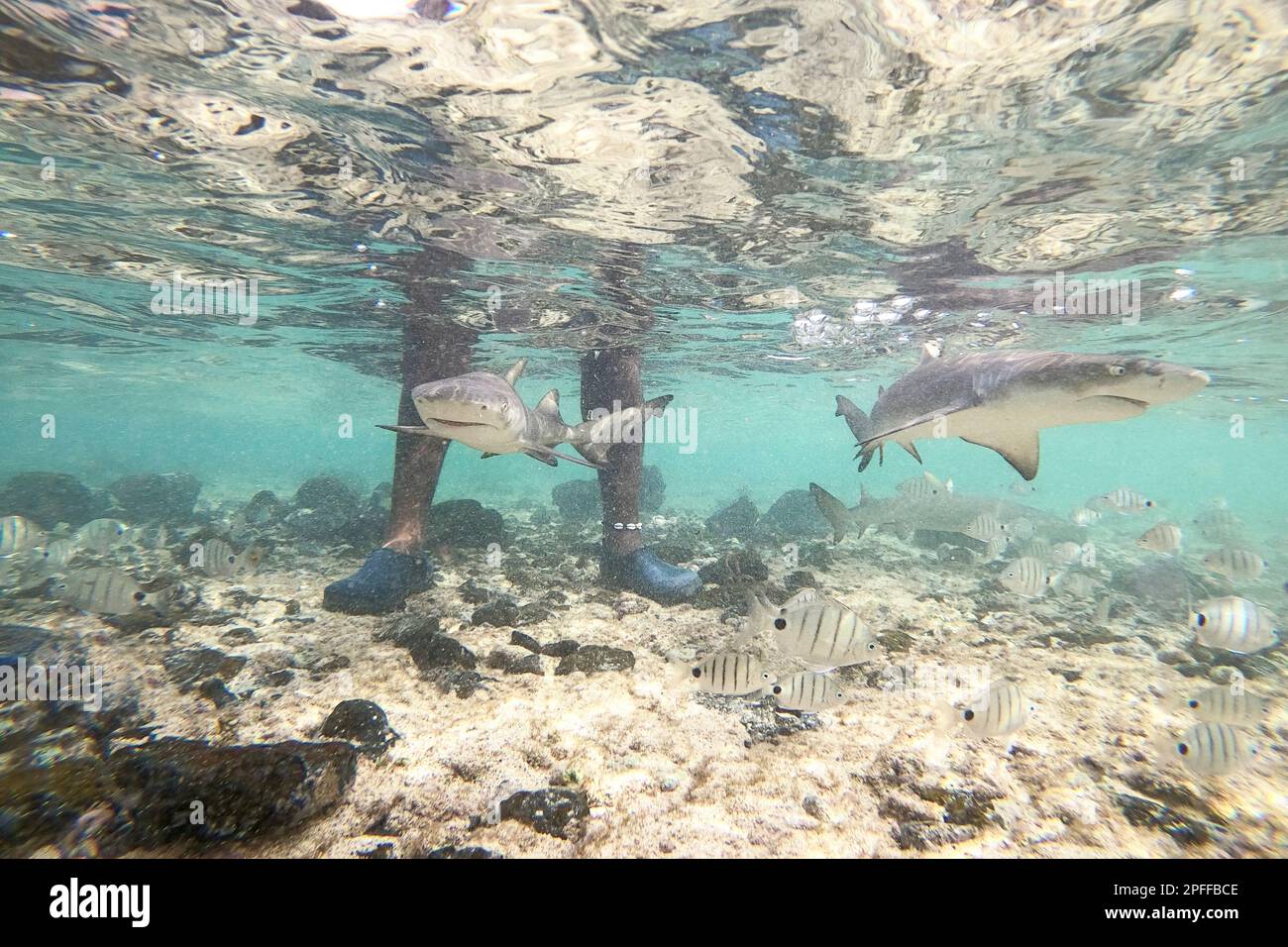 Gambe di un uomo in piedi in una laguna poco profonda circondata da piccoli squali limone che nuotano intorno alle gambe, isola di SAL, Cabo verde Foto Stock