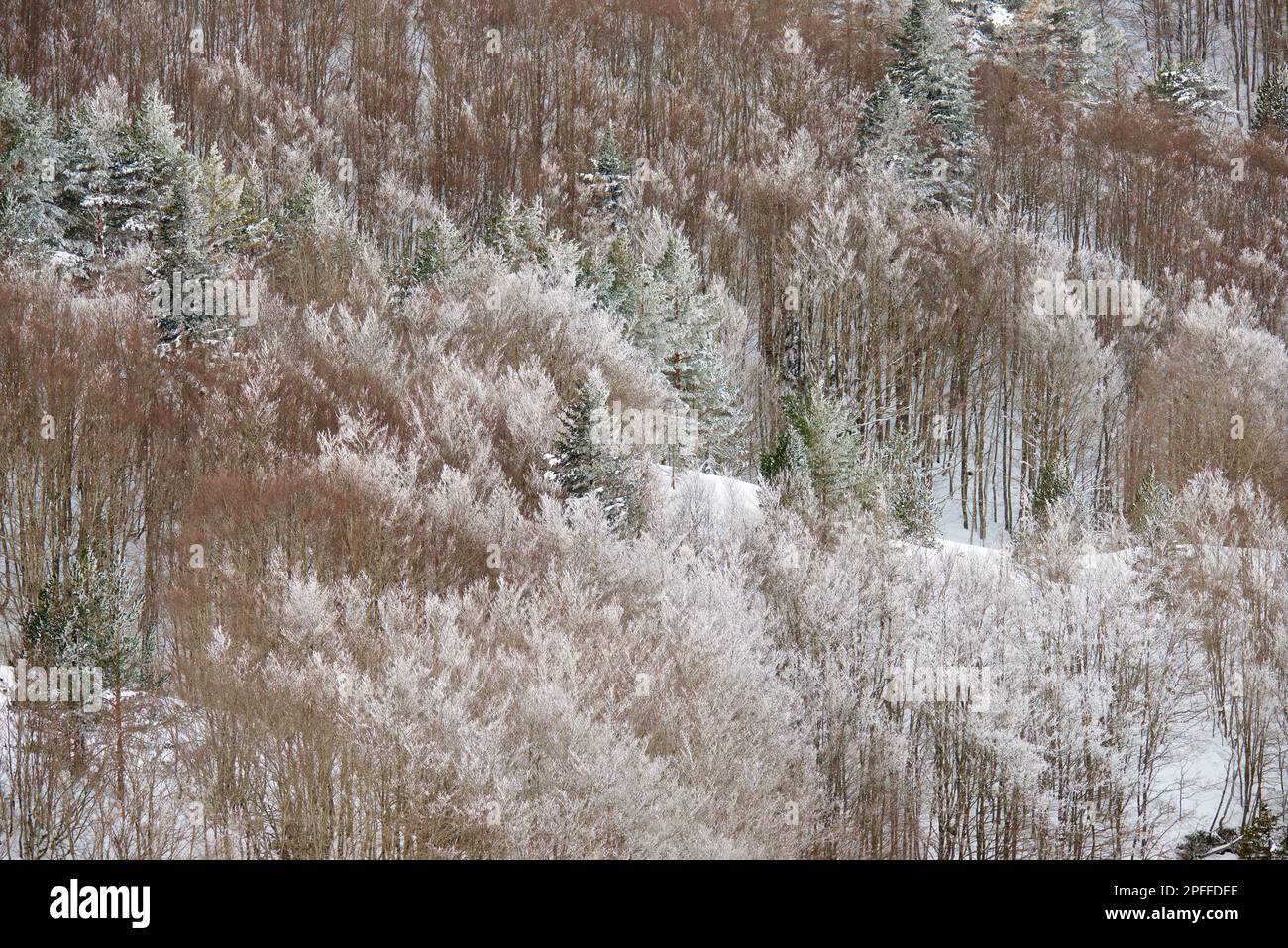 Neve foresta invernale nei Pirenei in Aquitania in Francia Foto Stock