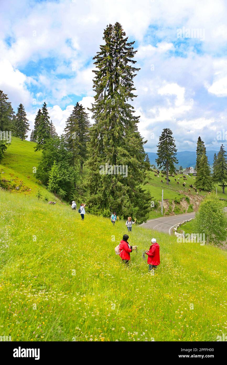 Gruppo di turisti nelle zone turistiche di montagna, raccolta di piante medicinali Foto Stock