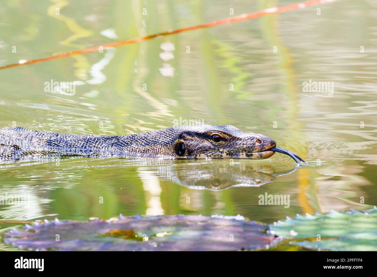 Malese Water Monitor (Varanus salvator) nuoto in un laghetto con la lingua che ondola dentro e fuori, Singapore Foto Stock
