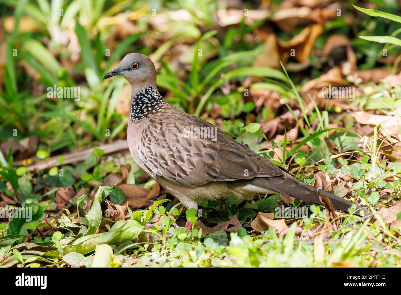 Colomba macchiata (Spilopelia chinensis) Singapore Foto Stock