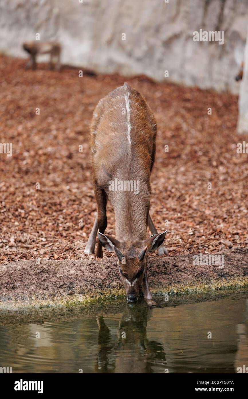 Bongos giovani orientali - Tragelaphus eurycerus - una foresta notturna erbivora ungulato con impressionante rosso-marrone mantello e Spiralled Horns. Foto Stock