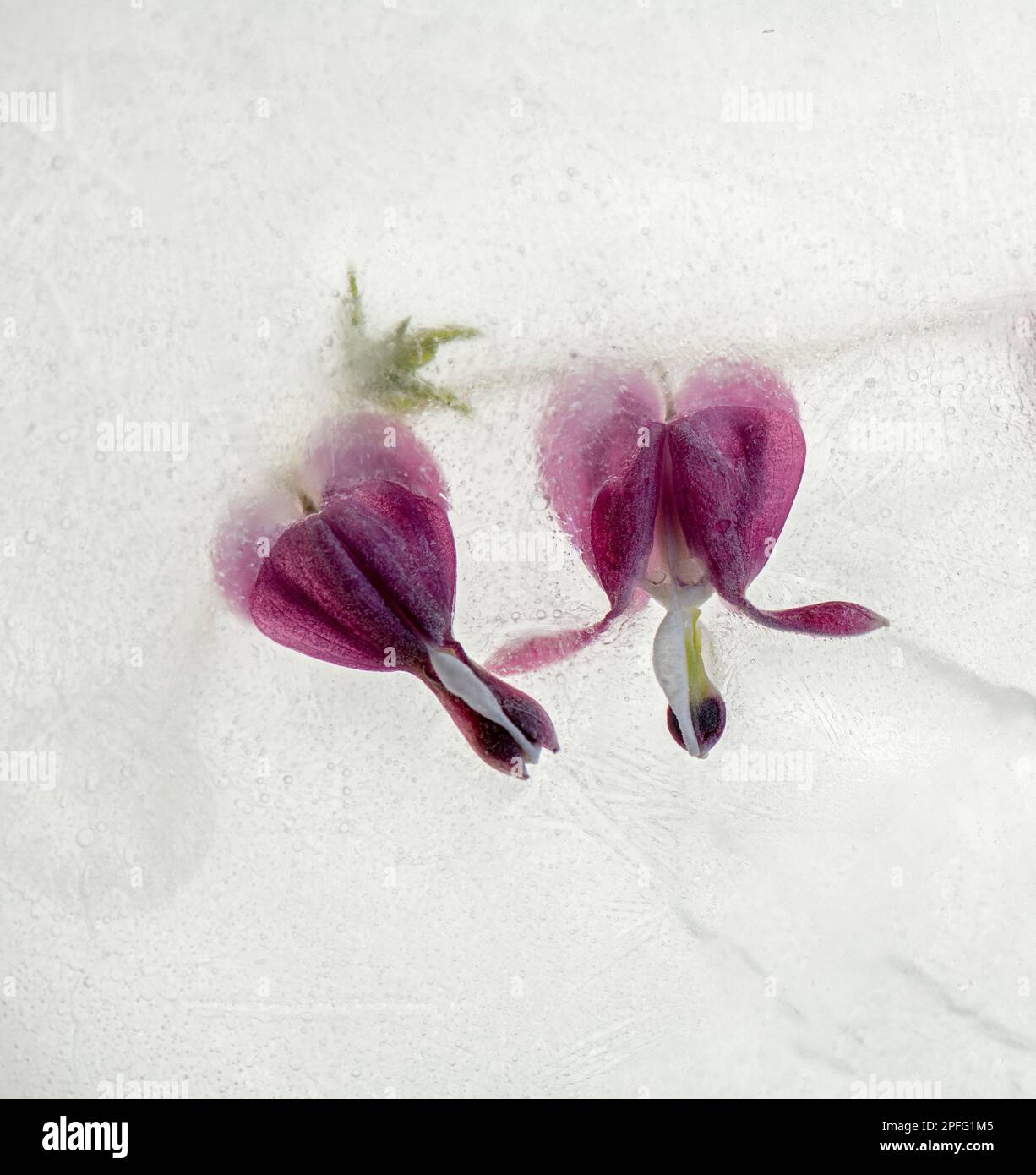 Fiori di cuore sanguinanti (Dicentra spectabilis) in ghiaccio Foto Stock