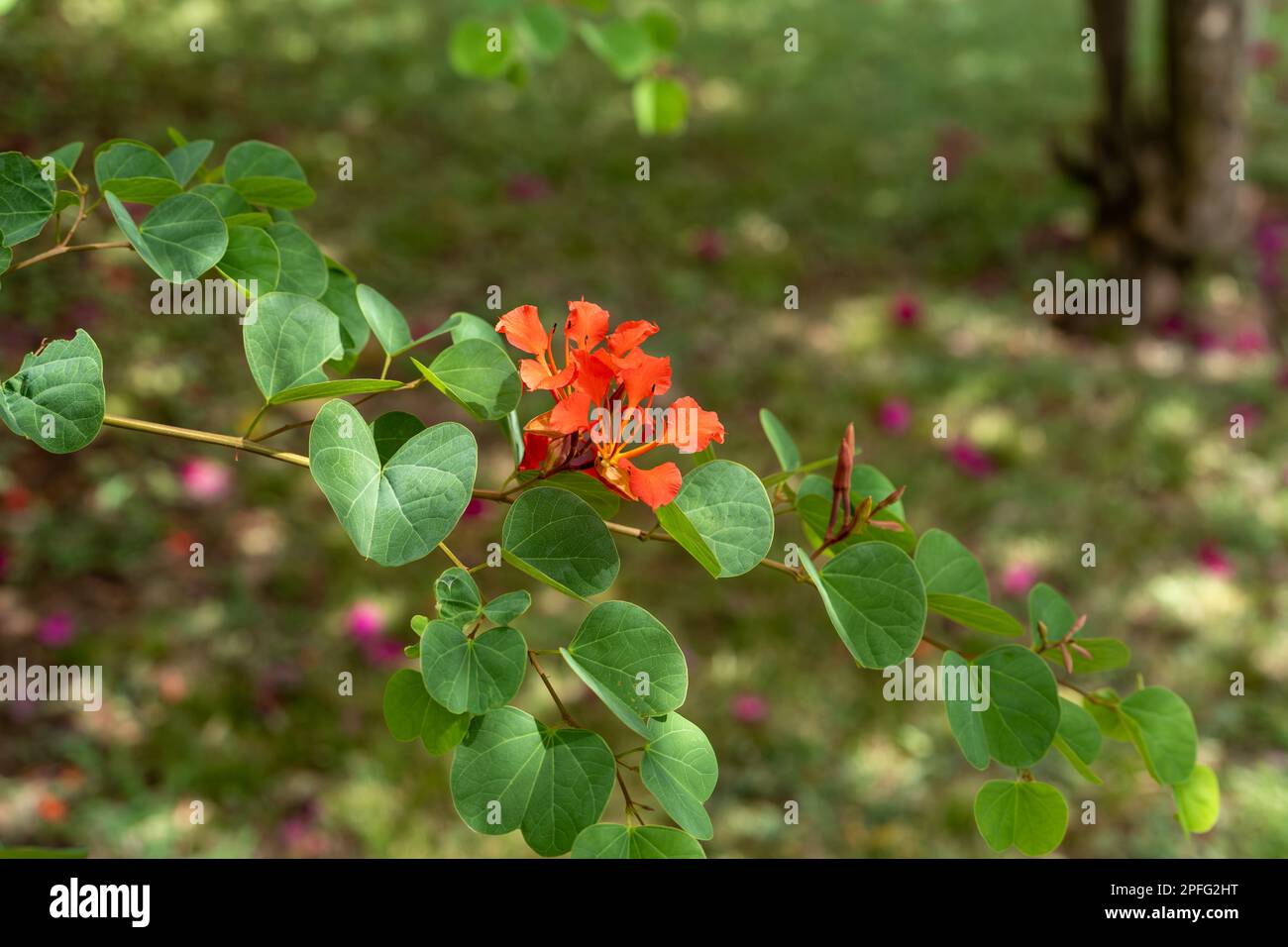 Fiore singolo bauhinia in giardino Foto Stock