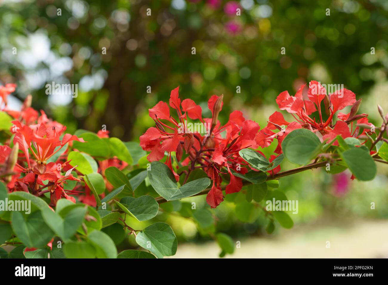 Nel giardino si trovano diversi fiori di bauhinia di colore rosso arancio intenso Foto Stock