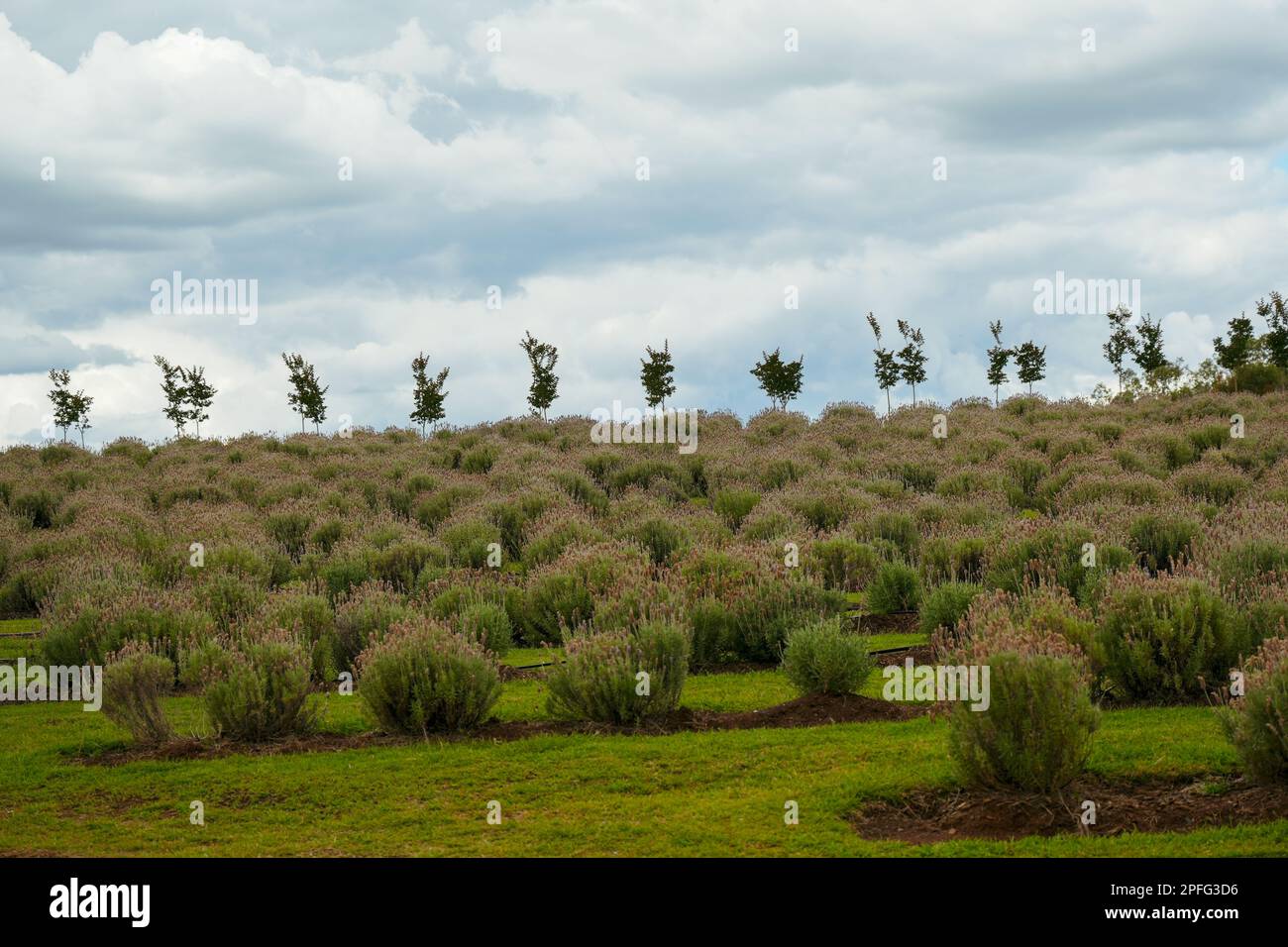 Piante di lavanda che crescono su una collina con una fila di piccoli alberi, che si stagliano contro un cielo nuvoloso Foto Stock