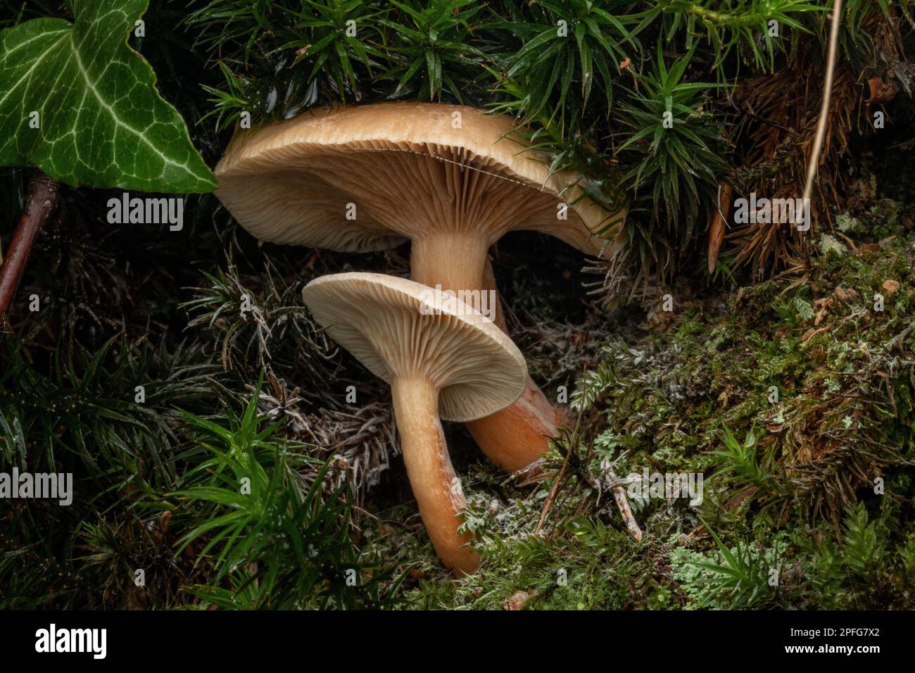funghi nei boschi tra muschio Foto Stock