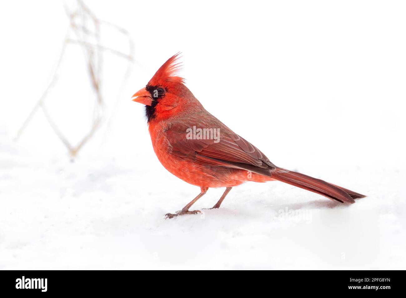 Un cardinale settentrionale rosso vivo arroccato su un terreno innevato Foto Stock