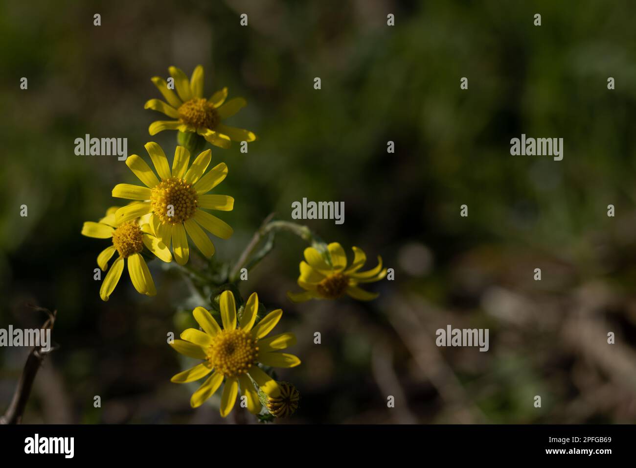 Un primo piano di Senecio inaequidens, noto come ragwort a foglia stretta. Foto Stock