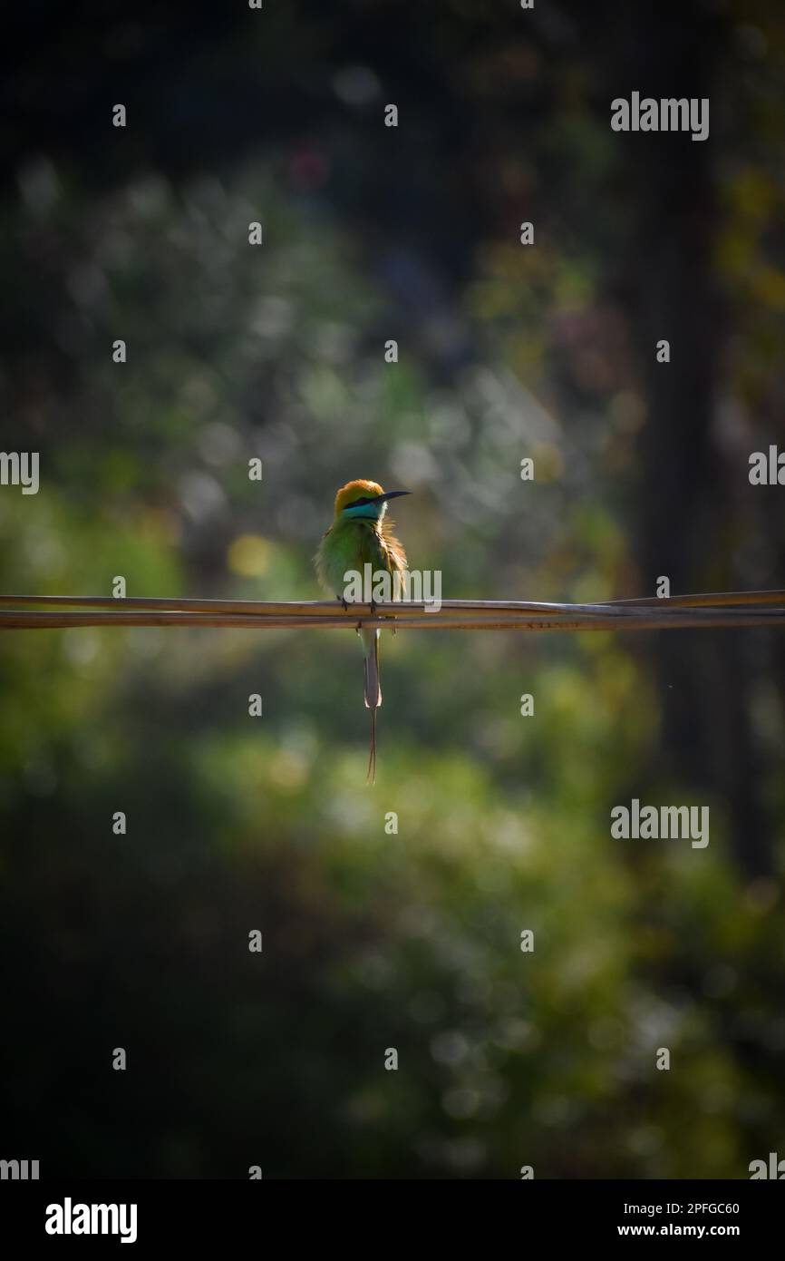 Un maestoso Green Bee-Eater si appende su un filo nella foresta, con uno sfondo sfocato che lo rende evidente. Un incredibile scatto fotografico. Foto Stock