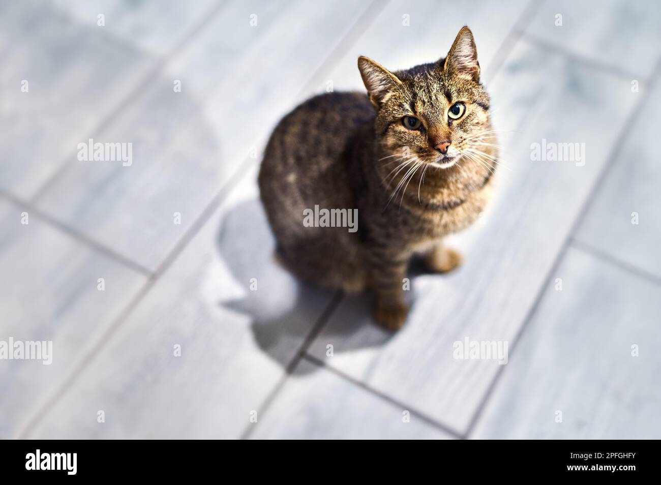 Gatto dai capelli castani sul pavimento che guarda in alto Foto Stock