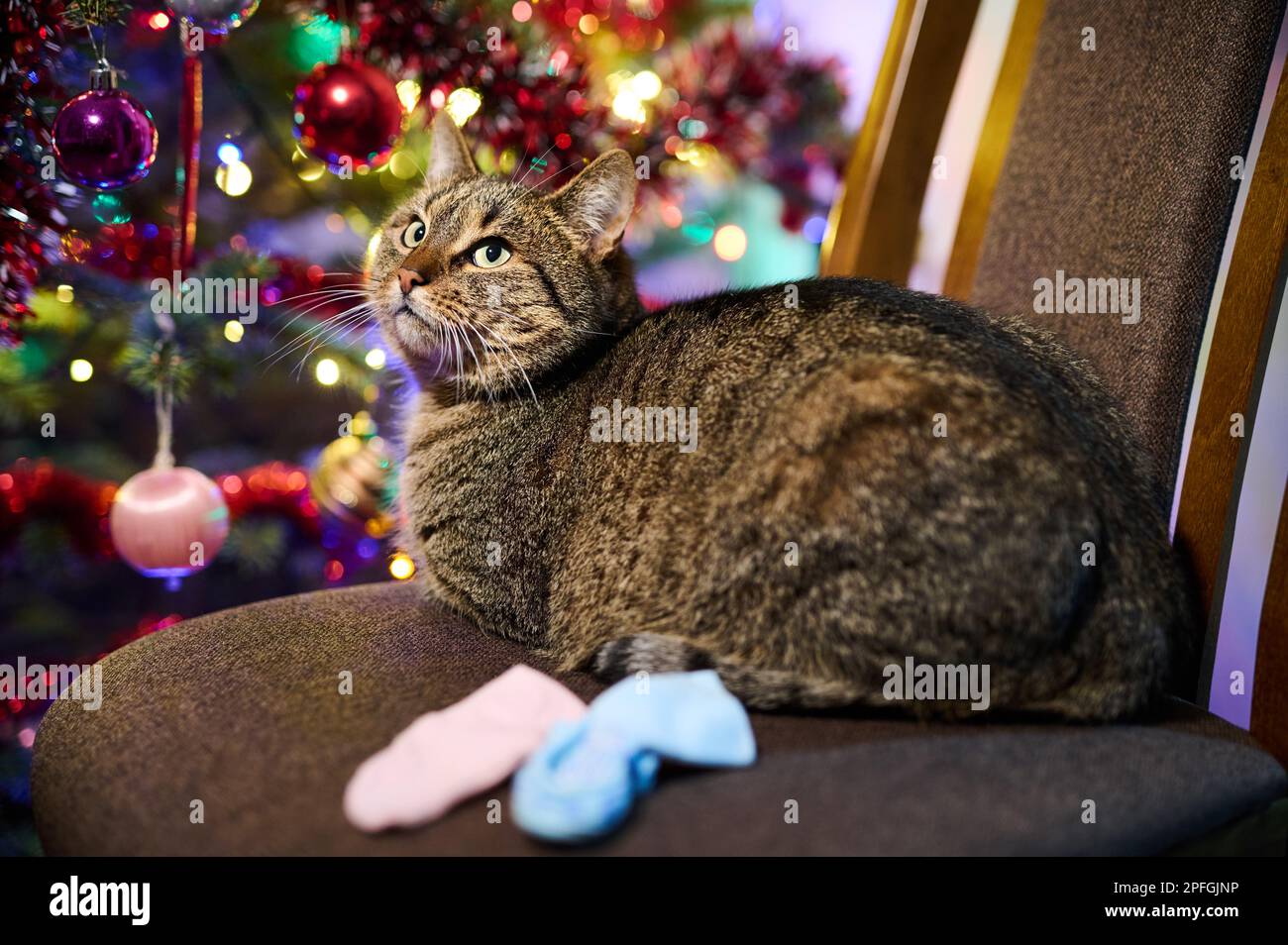 Un tawny tomcat su una sedia vicino all'illuminazione dell'albero di Natale Foto Stock