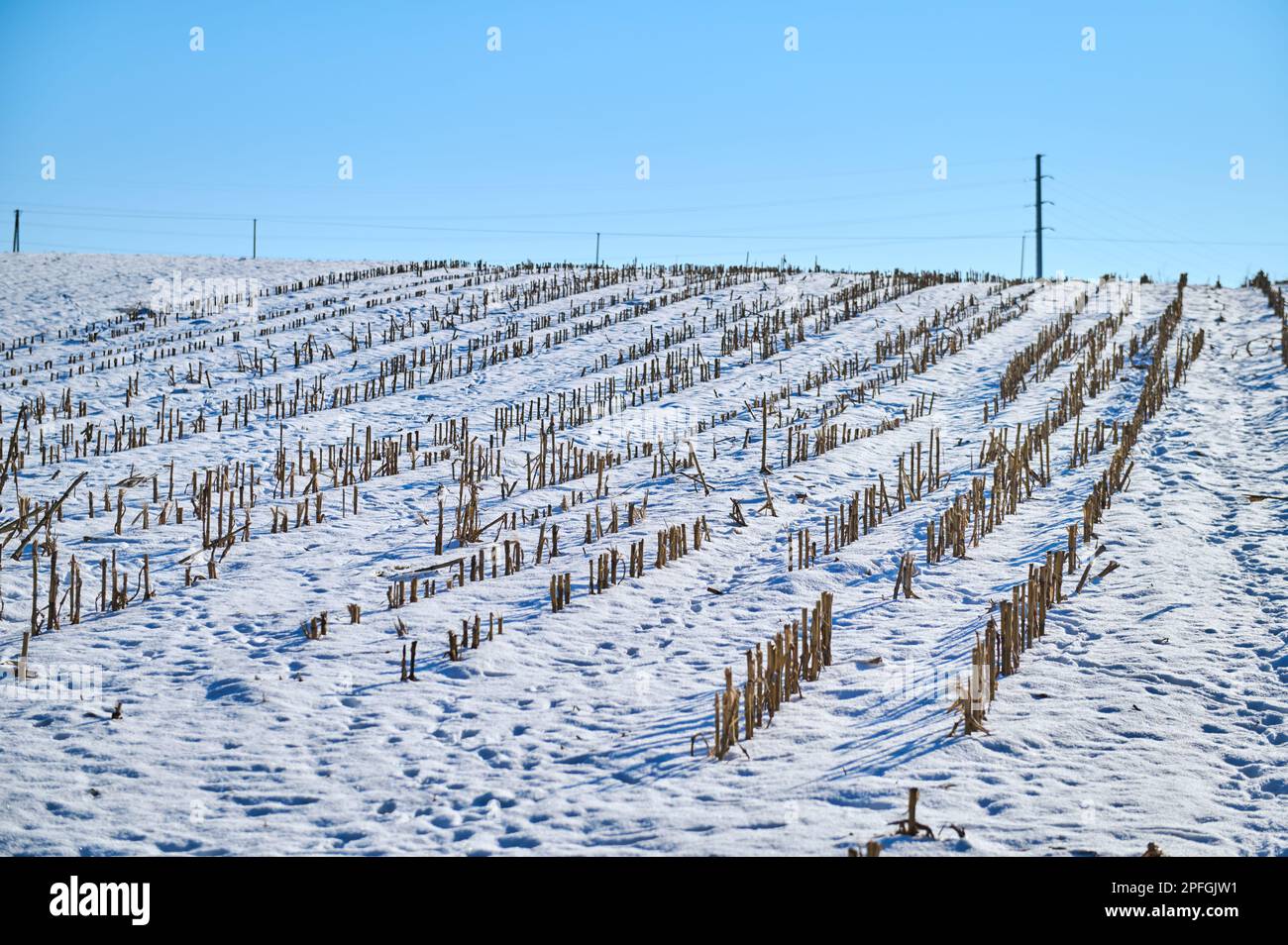 Stoppia di mais secco sul campo in inverno. Foto Stock