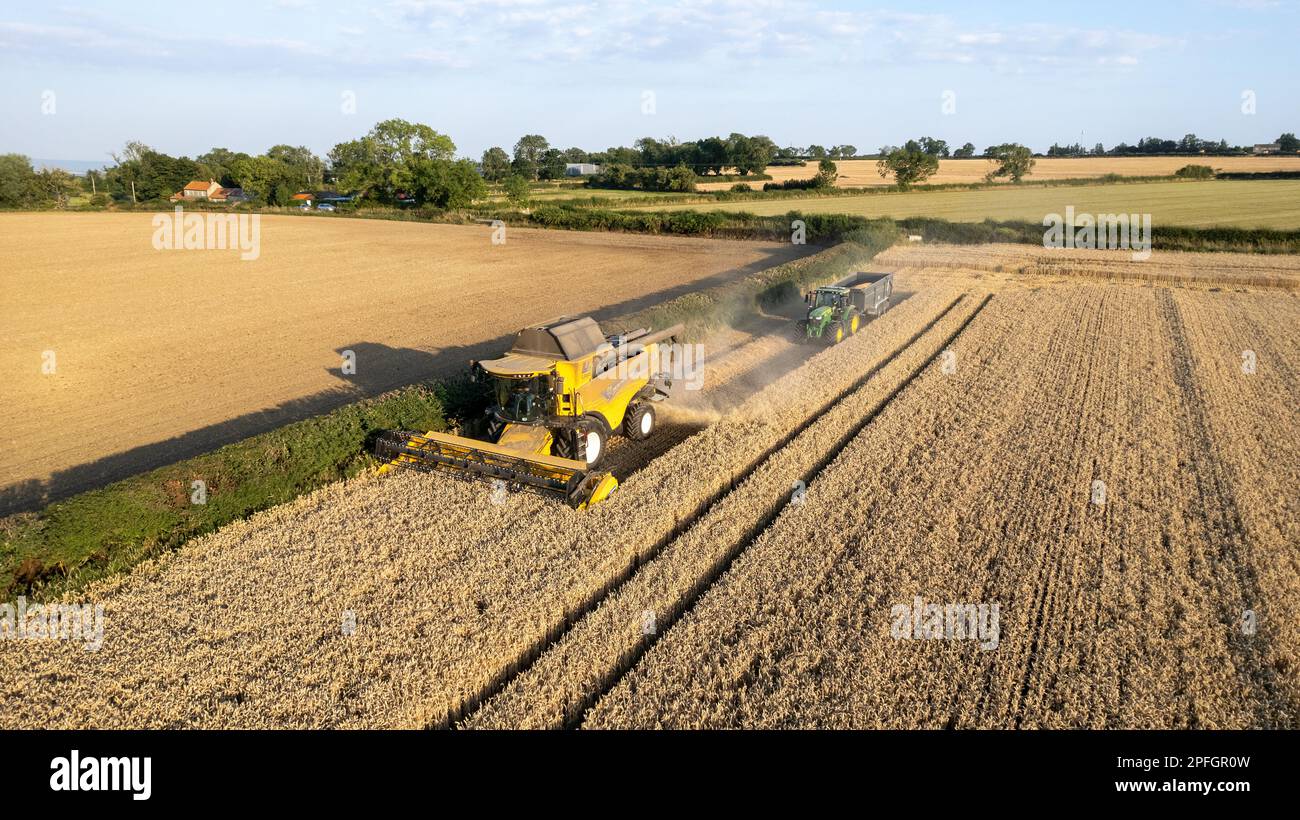 Raccolta di un campo di grano nel North Yorkshire in una serata estiva. REGNO UNITO. Foto Stock