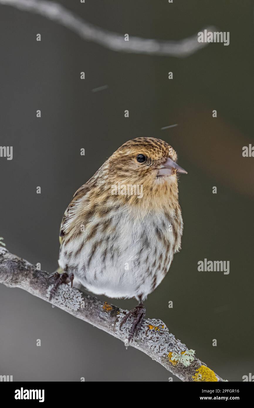 Pino Siskin, Spinus pinus, a Sax-Zim Bog, Minnesota, USA Foto Stock