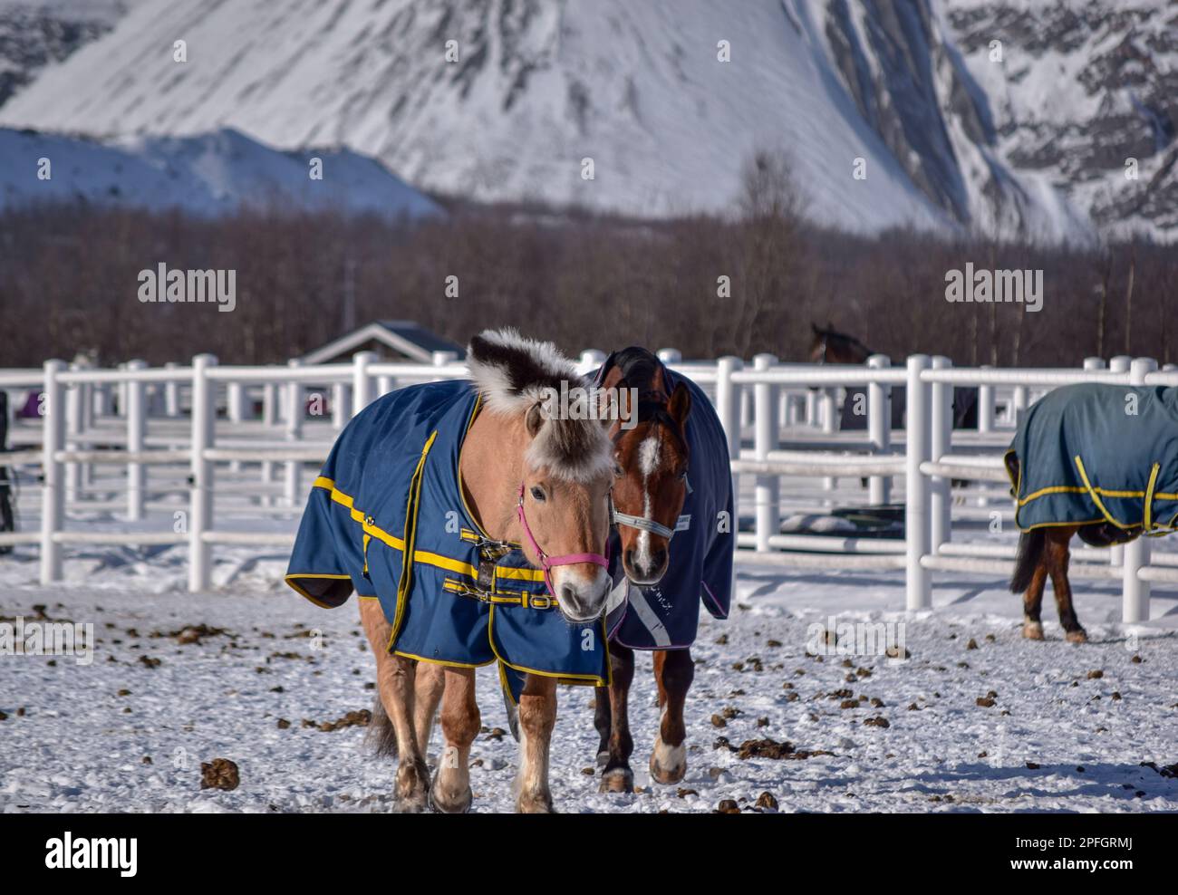 Cavallo bianco nella neve con montagna sullo sfondo. Presa a Kiruna, Svezia Foto Stock