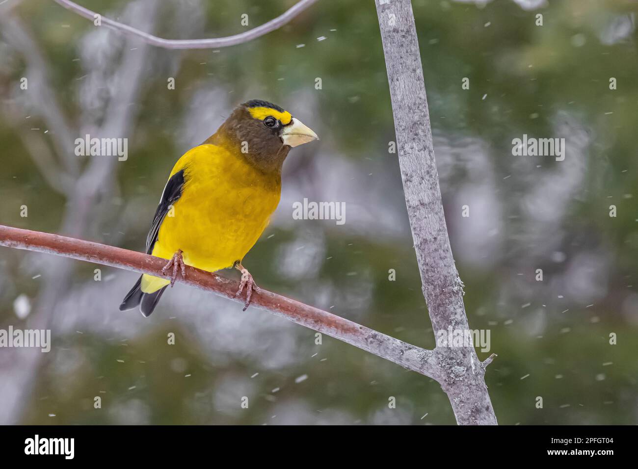 Sera Grosseak, Coccothraustes vescortus, alimentazione a Sax-Zim Bog, Minnesota, USA Foto Stock