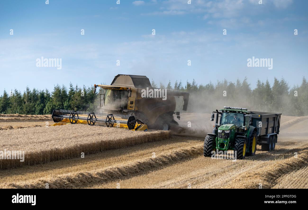 Il trattore e il rimorchio si guidano insieme a una mietitrebbia in attesa di accostarsi quando è necessario riempire il rimorchio. North Yorkshire, Regno Unito. Foto Stock