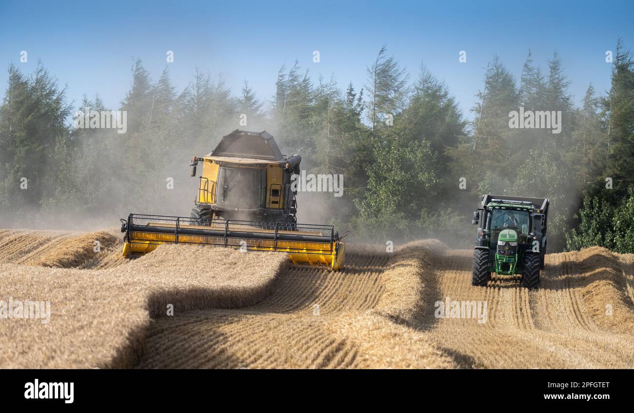 Il trattore e il rimorchio si guidano accanto a un cimetriale della mietitrebbia in attesa di accostarsi quando necessario per riempire il rimorchio. North Yorkshire, Regno Unito. Foto Stock