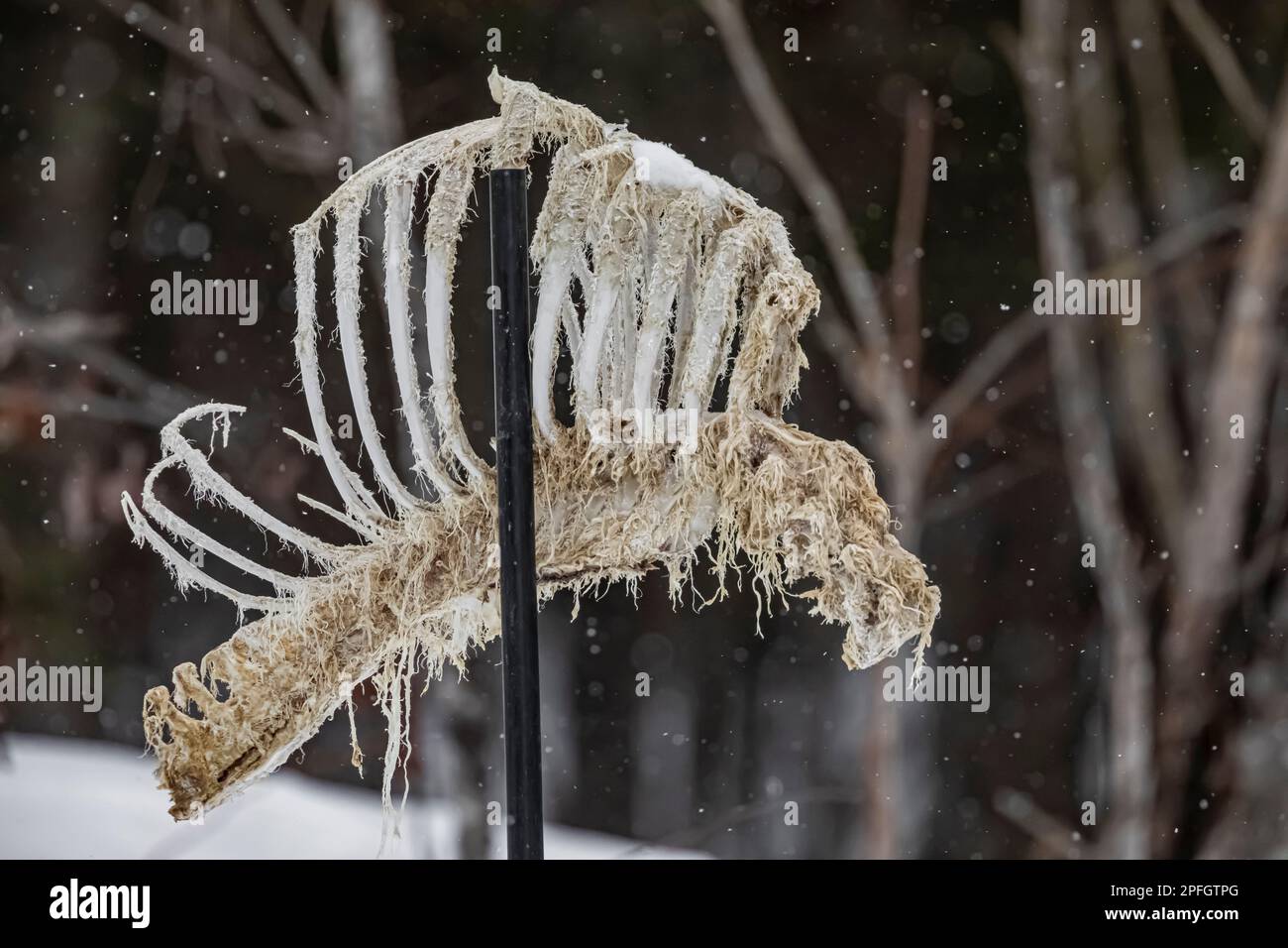 Rib cage bird feeder presso il Welcome Center di Sax-Zim Bog, Minnesota, USA Foto Stock