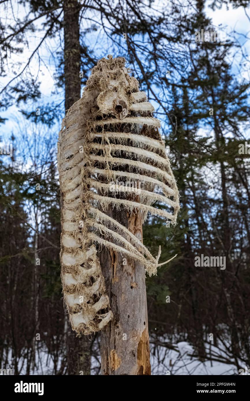 Rib cage bird feeder in Sax-Zim Bog, Minnesota, USA Foto Stock