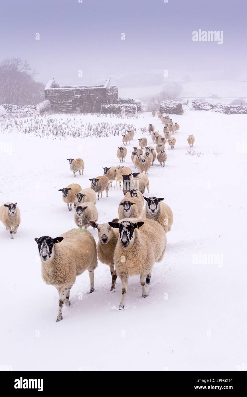 Weather, Wensleydale, North Yorkshire, 26th Dicembre 2021 - Nord dell'Inghilterra le pecore mule si riuniscono per un'alimentazione su un inverno innevato mattina. Le pecore, b Foto Stock