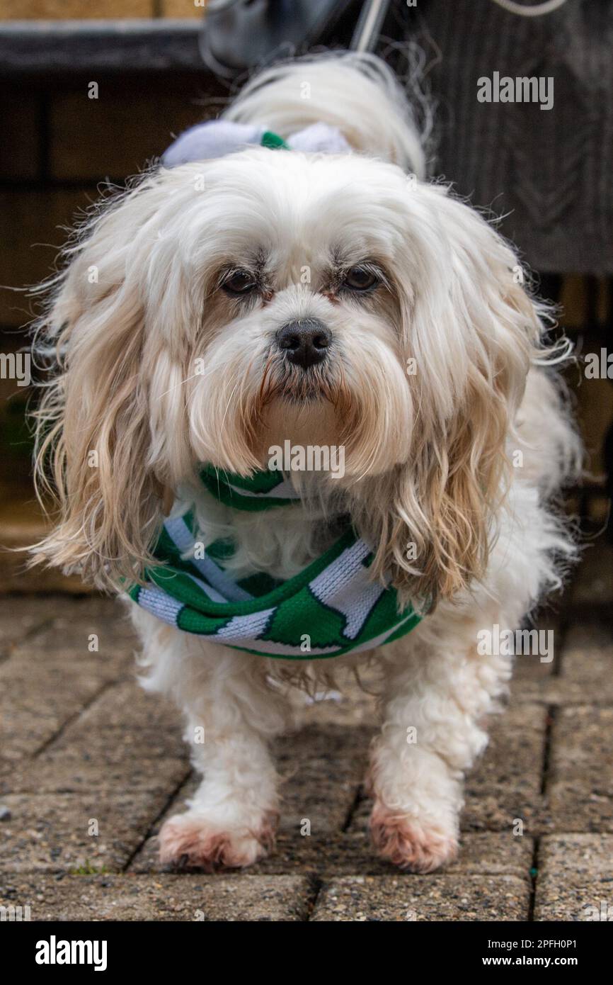 Bantry, West Cork, Irlanda. 17th Mar, 2023. Bantry ha tenuto la sua St. Il giorno di Patrick sfilò questo pomeriggio davanti a circa 2.000 spettatori. Enjoyjng la parata era di 8 anni 'Sophie', uno Shihtzu Maltese. Credit: AG News/Alamy Live News Foto Stock