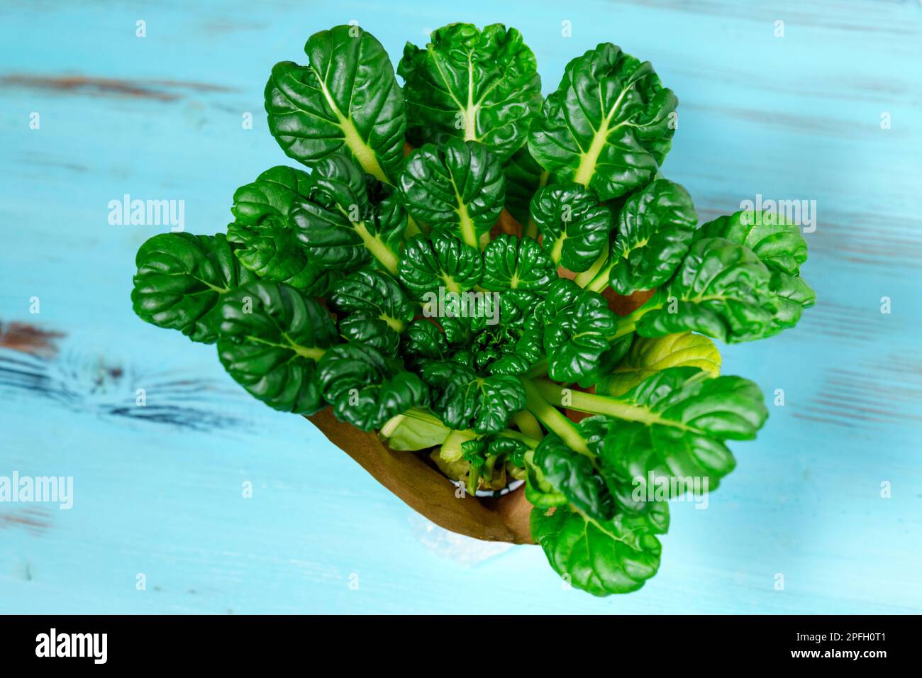 TAT soi appartiene alla specie Turnip del genere Cabbage ed è un parente stretto del cavolo di Pechino Foto Stock