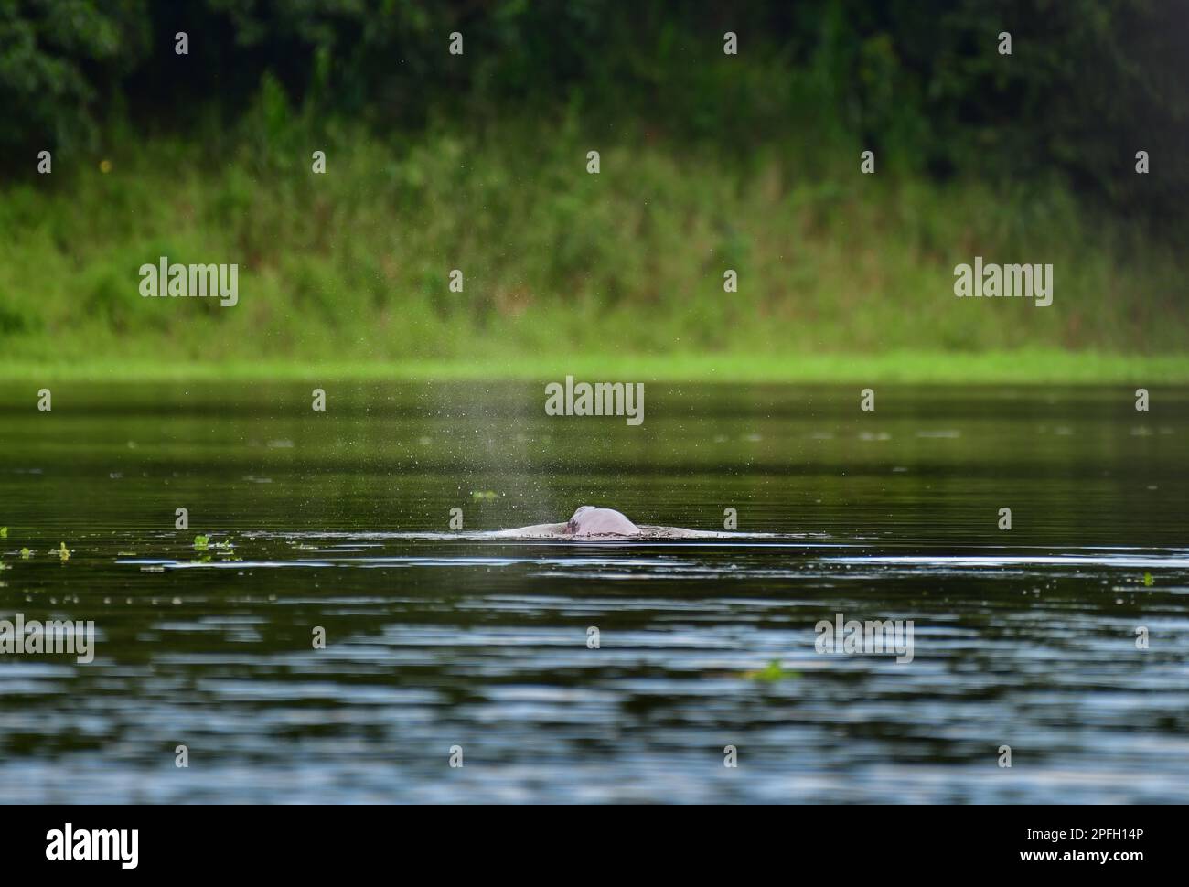 Dolphin boliviano rosa fiume (Inia boliviensis) respirando nella superficie del fiume Mamore, El Beni, Bolivia Foto Stock